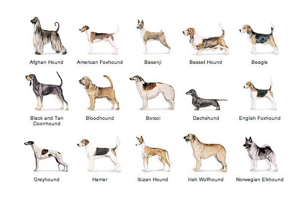 hound dog breeds