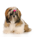 shih tzu top-knot hairstyle
