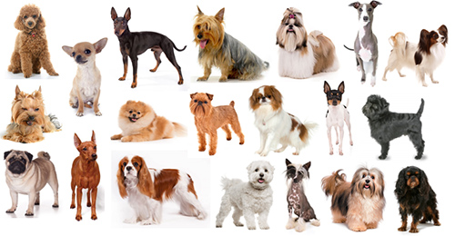 Toy dog breeds