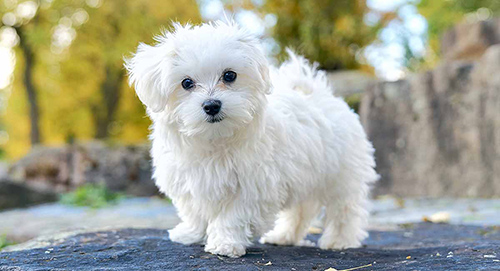 toy dogs breeds