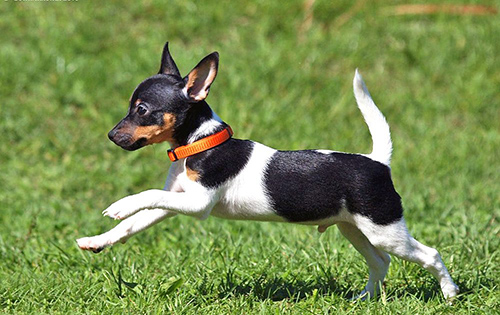 Image of Toy Fox Terrier dog