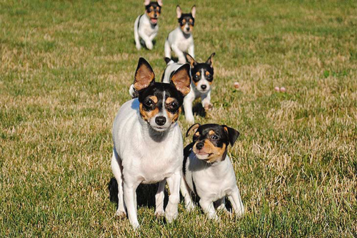 toy fox terrier puppies running behind their mother