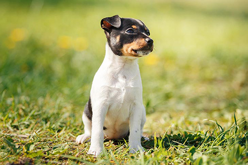 Toy Fox Terrier temperament: Image of TFT dog sitting and relaxing