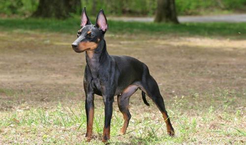 toy Manchester terrier standing guard