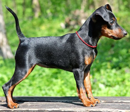 toy manchester terrier puppy looking to get into trouble