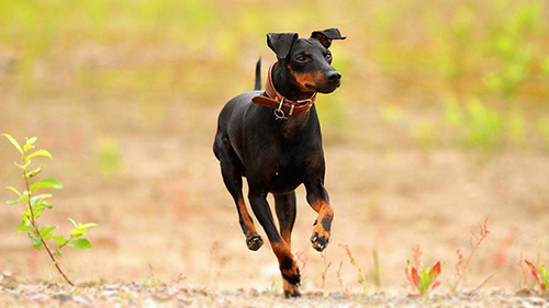 toy manchester terrier dog running in the field