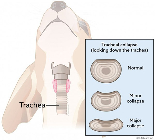 tracheal collapse in shih tzu