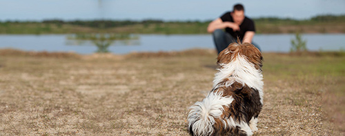 trainer training a shih tzu dog to come