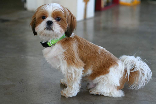 training collars for dogs are important