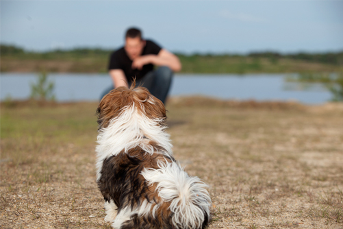 training shitzu dogs