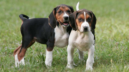 treeing walker coonhound puppies