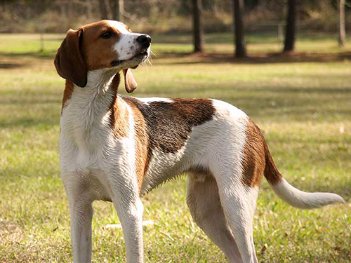 treeing walker coonhound temperament