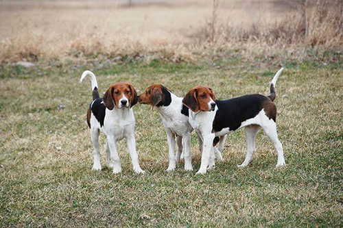 treeing walker coonhound weight