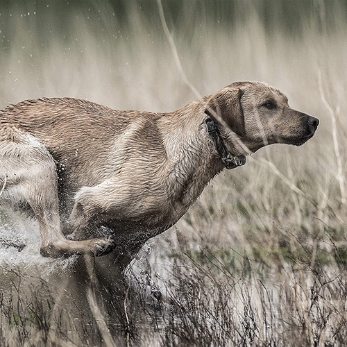 large hunting dog with one of the best dog e-collars on the market running in a marshy area