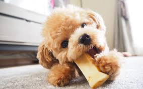 Adorable Poodle puppy chewing on a bone