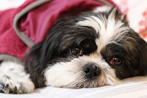 vaccinate your shih tzu for optimal health