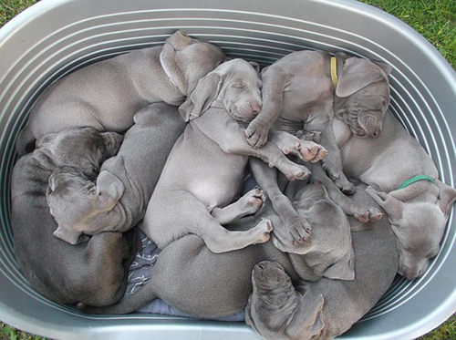 weimaraner puppies