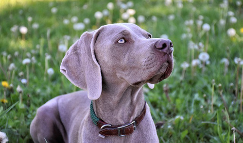 weimaraner temperament