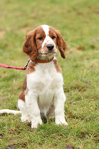 welsh springer spaniel pros and cons