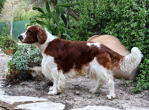 welsh springer spaniel rescue