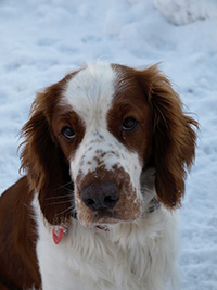 welsh springer spaniel weight