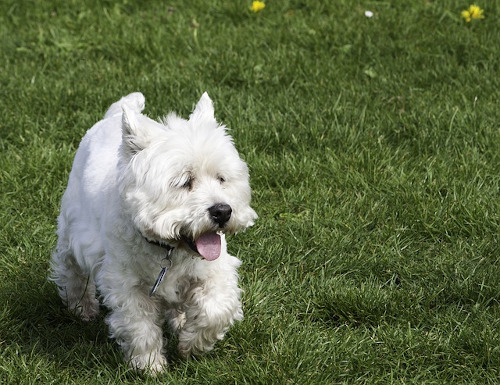 Image of a Westie dog strolling in the park.