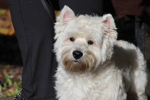 Image of a West Highland White Terrier