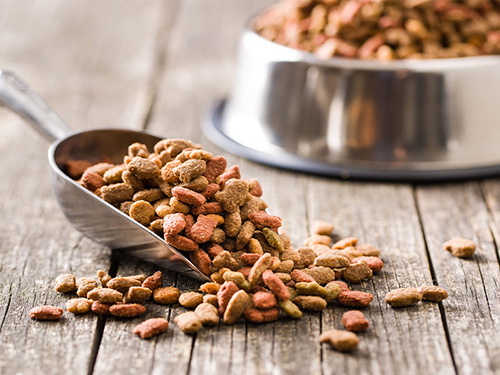 what are the top 10 best dog foods