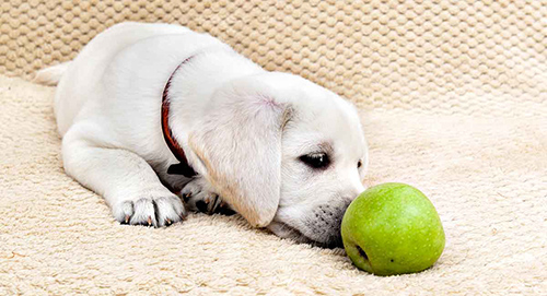 dog sniffing apple debating if it should eat the fruit