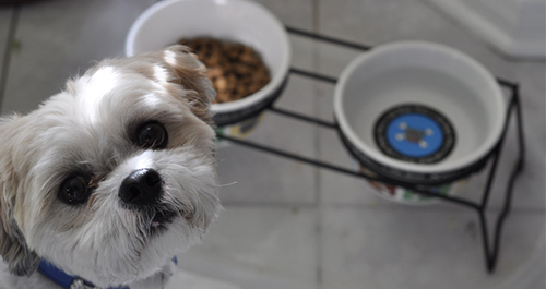 Shih Tzu looking up not wanting to eat its food