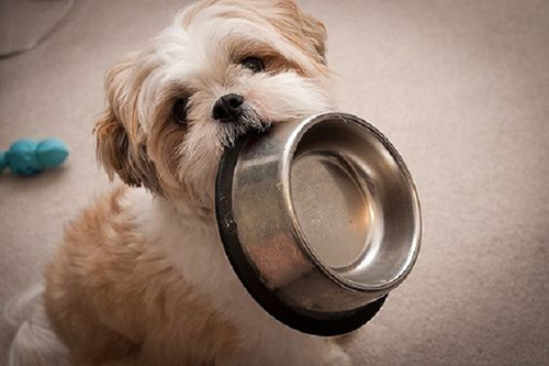 Shih Tzu holding food bowl in its mouth ready for dinner