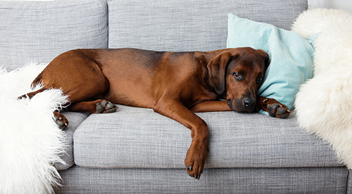 what causes kidney failure in dogs