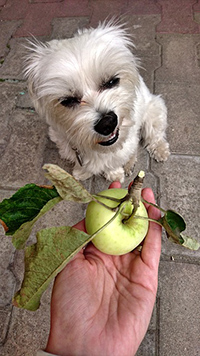 what fruits are good for dogs