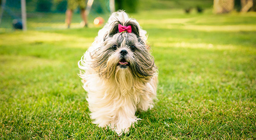 what health issues do shih tzus have