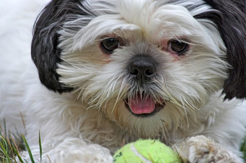 what health problems do shih tzus have?