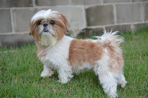 what is a shih tzu - shitzu looking handsome outdoors