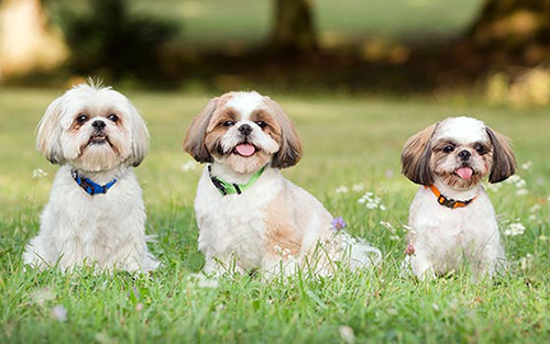 three adorable shih tzu dogs sitting in a field