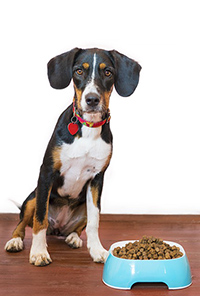 when to stop feeding puppy food large breed