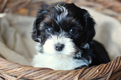 the cutest little shih tzu puppy you've ever seen sitting inside a basket