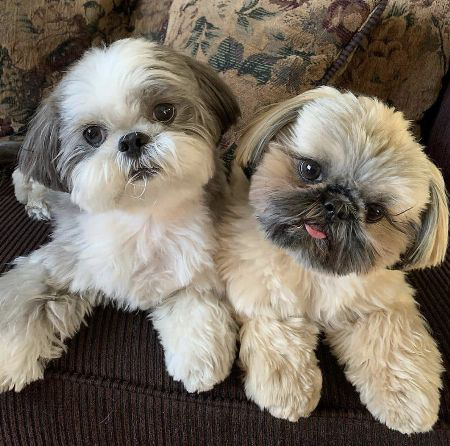 which is better a male or female shih tzu