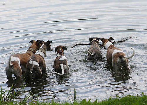 A group of five Whippets going into the pond after a stick