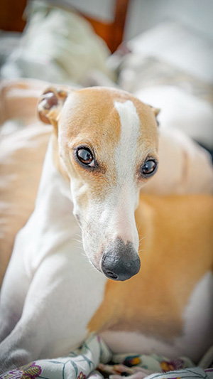 adorable whippet looking at the camera