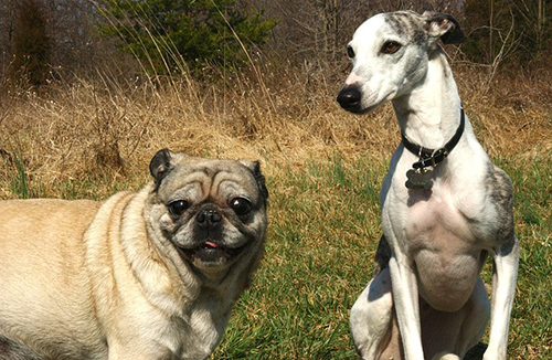 Whippet dog with his Pug buddy