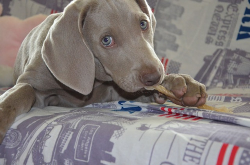 How to stop your puppy from biting: Image of young dog chewing on a bone.