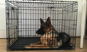 wire dog crate vs. plastic dog crate