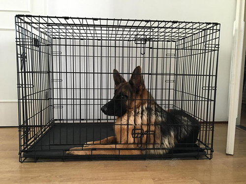 wire dog crate vs. plastic dog crate