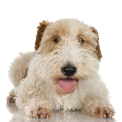 Fox Terrier puppy laying down and behaving