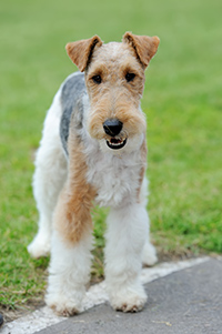 Wirehaired Fox Terrier looking for andventure