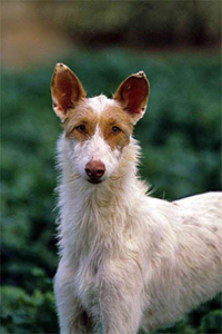 wirehaired ibizan hound