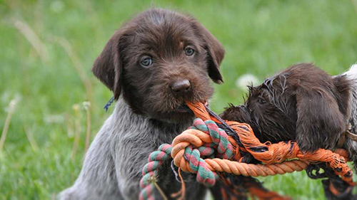 wirehaired pointing griffon puppies chewing on ropes